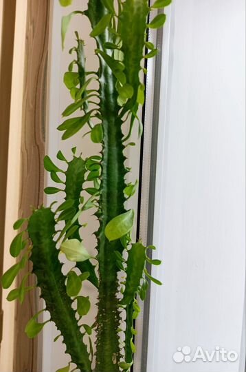 Цветок Молочай трехгранный (суккулент,кактус)