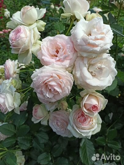 Саженцы роз