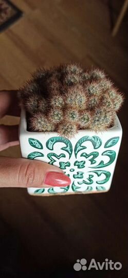 Кактус опунция, маммилярия