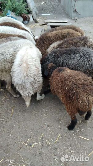 Овцы бараны ягнята