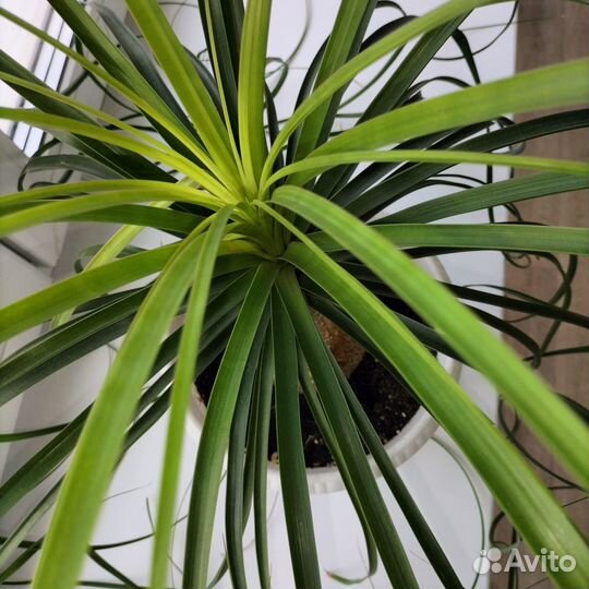 Бутылочное дерево нолина(бокарнея).крупная