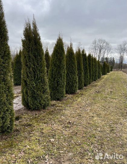 Туя Смарагд