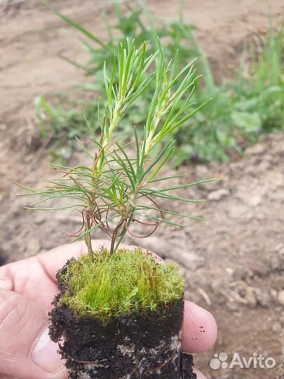Сеянцы сосны обыкновенной зкс