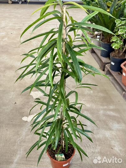 Фикус бенедикта али, d21 см, h 125 (биннедика)