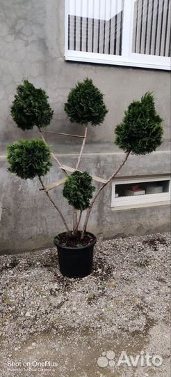 Туя шаровидная
