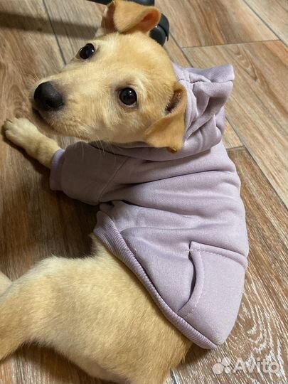 Кофта для собак