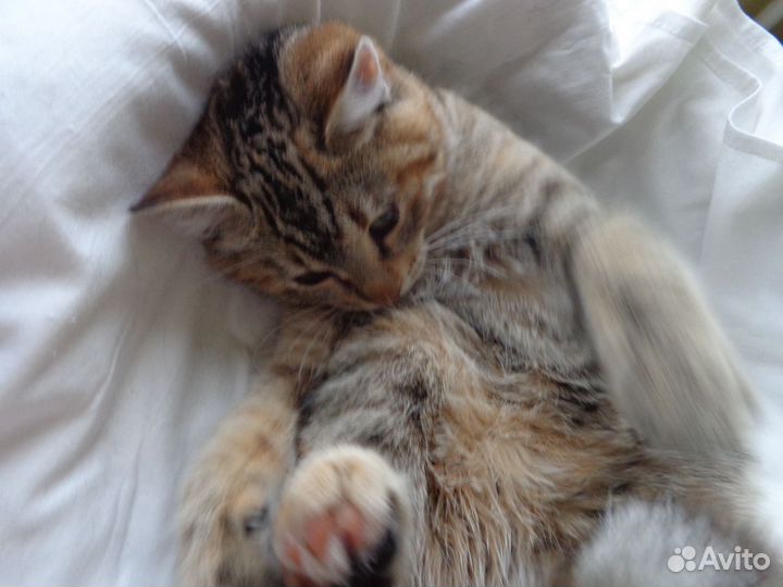 Котенок - девочка.Чудесная пухляшка