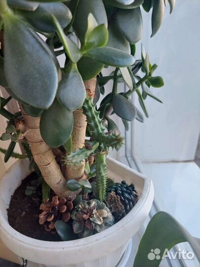 Толстянка денежное дерево