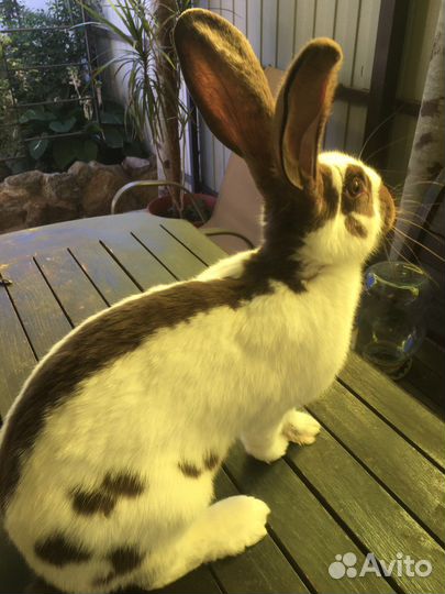 Кролики строкачи, нзб, нзк, бсс, венский голубой