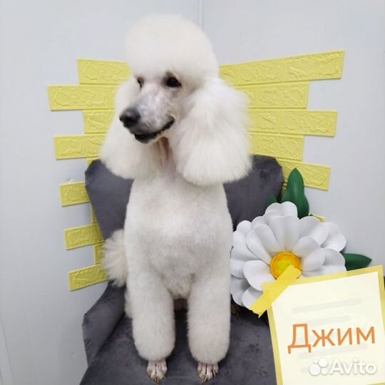 Груминг спец цена