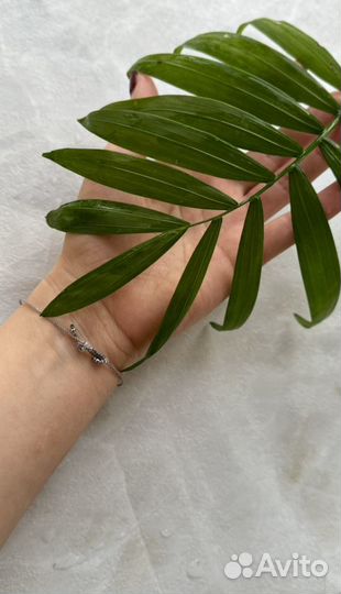 Пальма Хамедорея, домашнее растение, 40 см