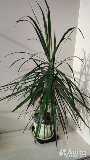 Драцена маргината