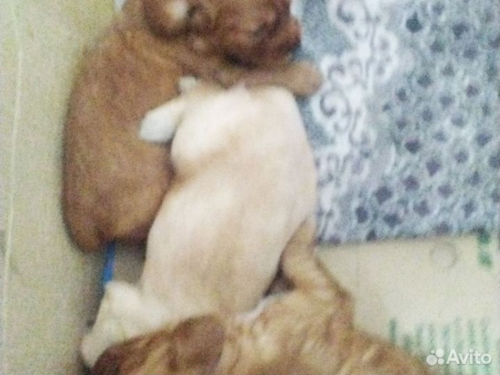 Щенки англиская спаниель все вопросы в лс