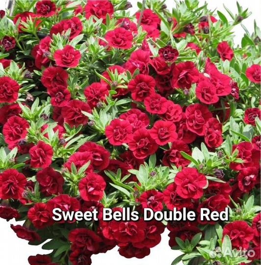 Вегетативные черенки