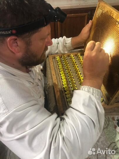 Пчеломатки бакфаст F1, ио и Островные