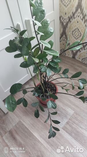 Замиокулькас