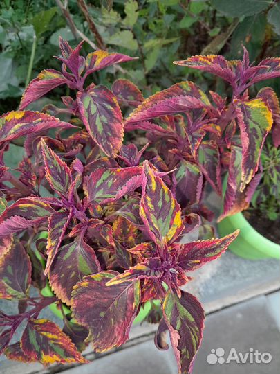 Колеусы сортовые