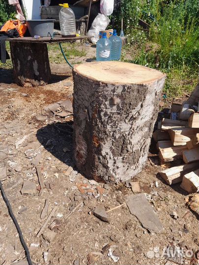 Пень березовый