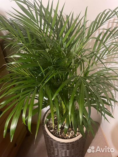 Дипсис-пальма Lutescens D-24 H-110