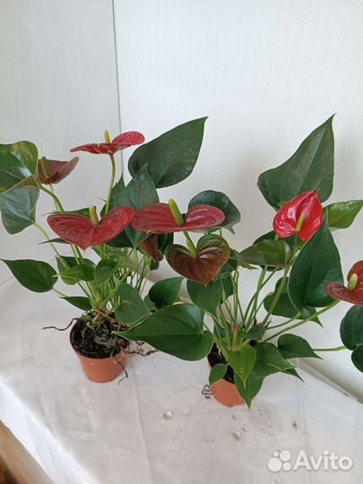 Антуриум Красный, цветет