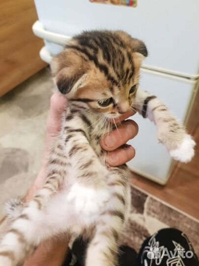 Кошки шотландцы