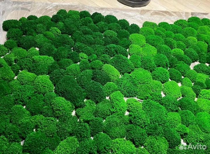 Королевский ягель премиум кочки для вас