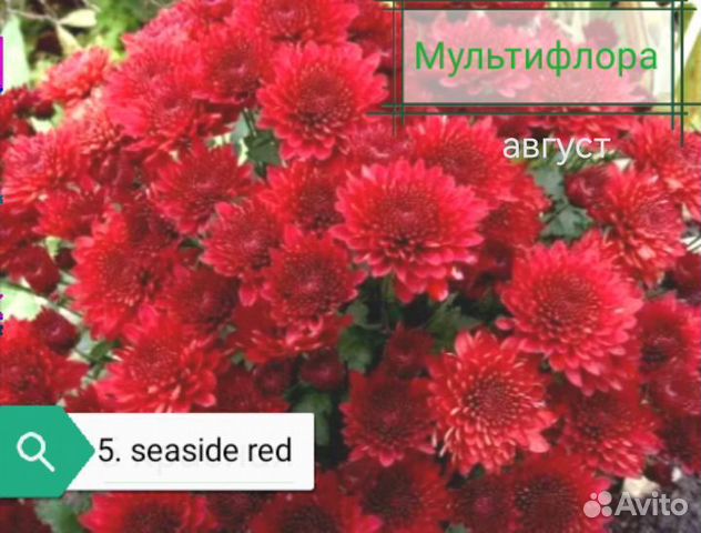 Хризантема мультифлора шаровидная купить в Санкт-Петербурге | Товары ...