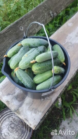 Огурцы