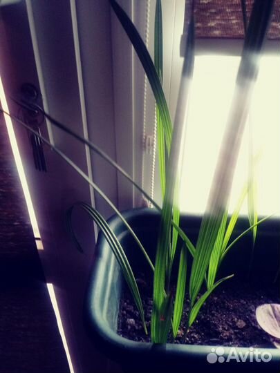 Финиковая пальма