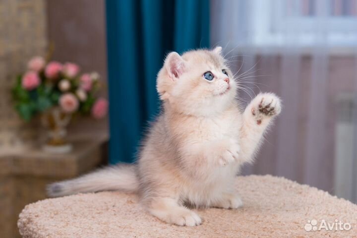 Британская золотая голубая шиншилла