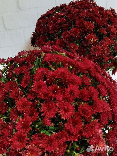 Хризантема мультифлора Meridian Dark Red