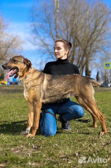 Нежный и ласковый пес из приюта хочет домой