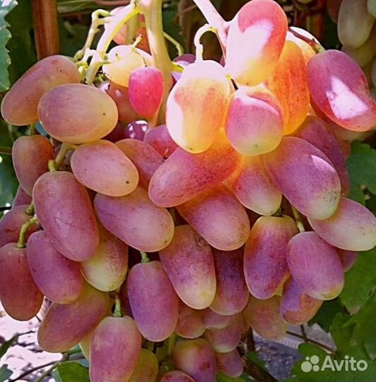 Виноград плодовый (саженцы с зкс) в ассортименте