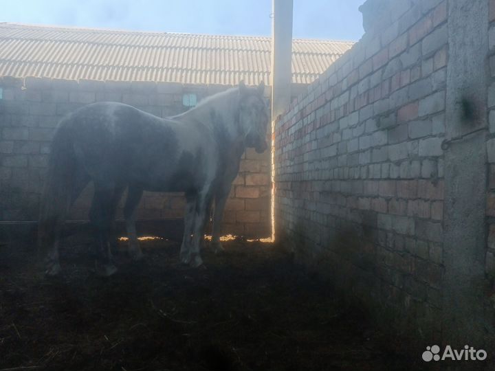 Продам кобыл