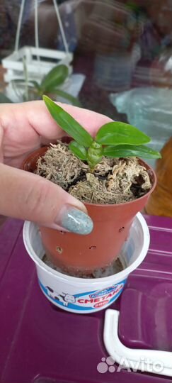 Бегония, дендробиум