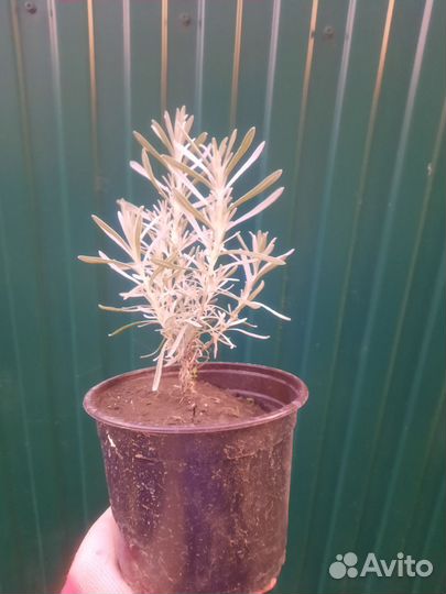 Лаванда, лавандин сорта Ричард Грей