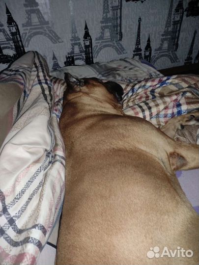 Передержка ваших любимцев на время отпуска