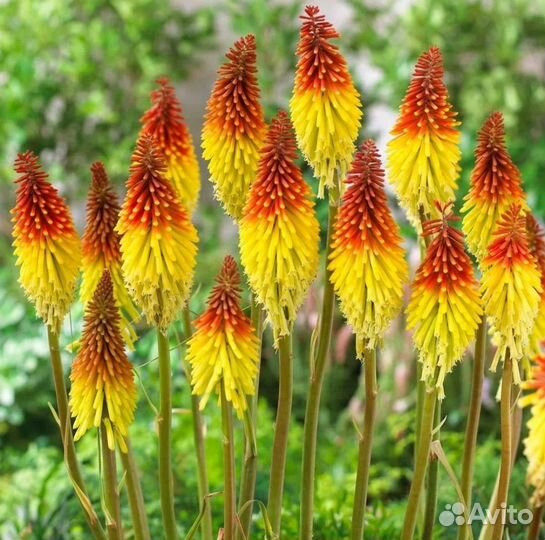 Книфофия семена