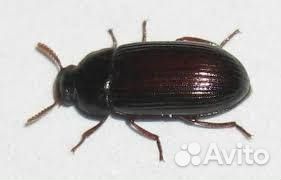 Личинки жука-знахаря