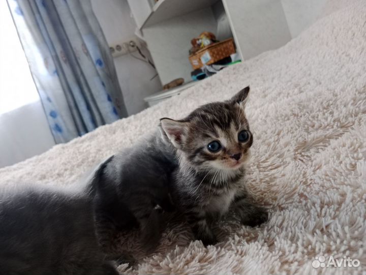 Котята