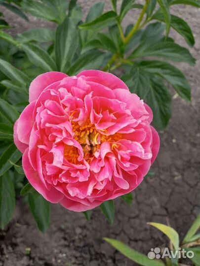 Пионы саженцы