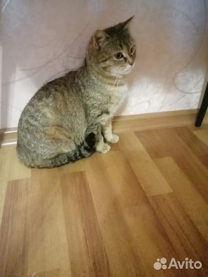 Кошки бесплатно