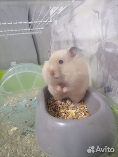Сирийский хомяк