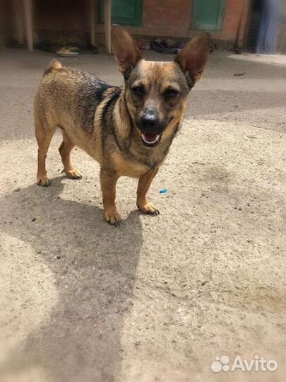 Лола Маленькая собачка из приюта