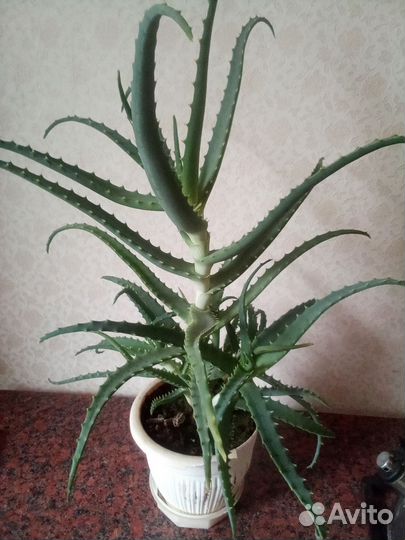 Алоэ лечебный