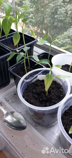 Рассада, перец