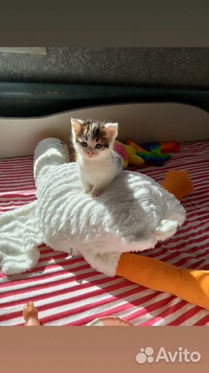 Кот бесплатно