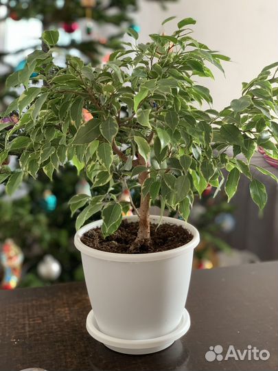 Фикус бенджамина