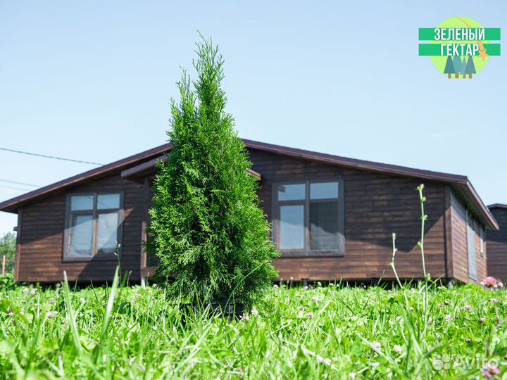 Туя смарагд 100 см свежая копка 2023