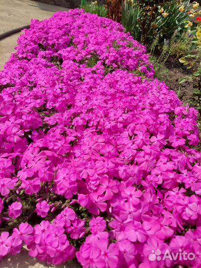 Флокс шиловидный